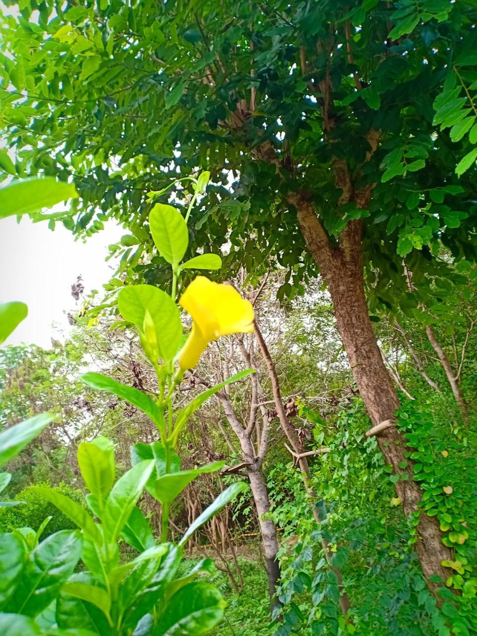 Jungle House Tourist Inn Dambulla Exterior foto